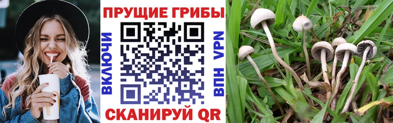 Псилоцибиновые грибы GOLDEN TEACHER Кизилюрт